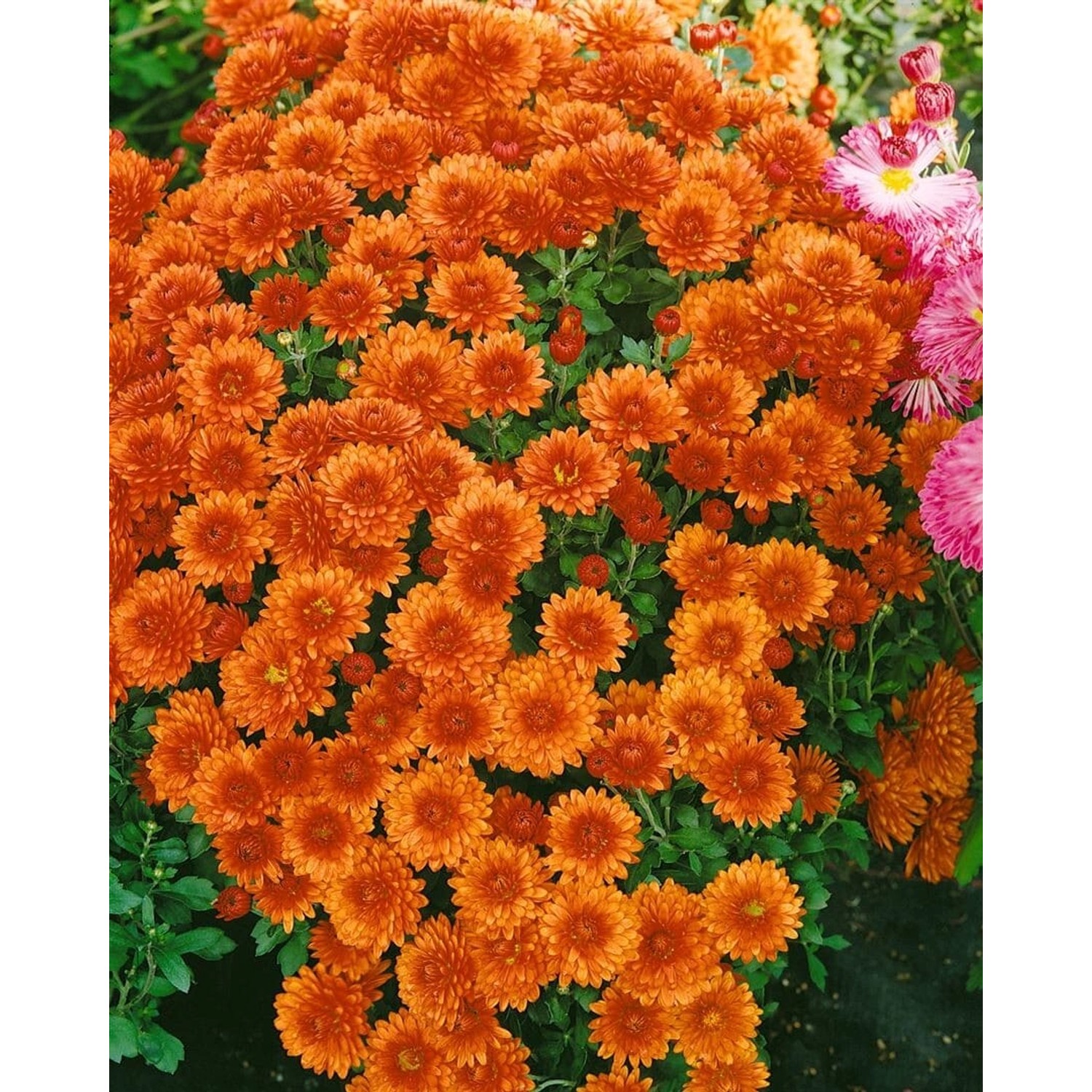 Chrysanthemum X Hort. Bronzekrone Gartenchrysantheme Ca. 9x9 cm Topf günstig online kaufen