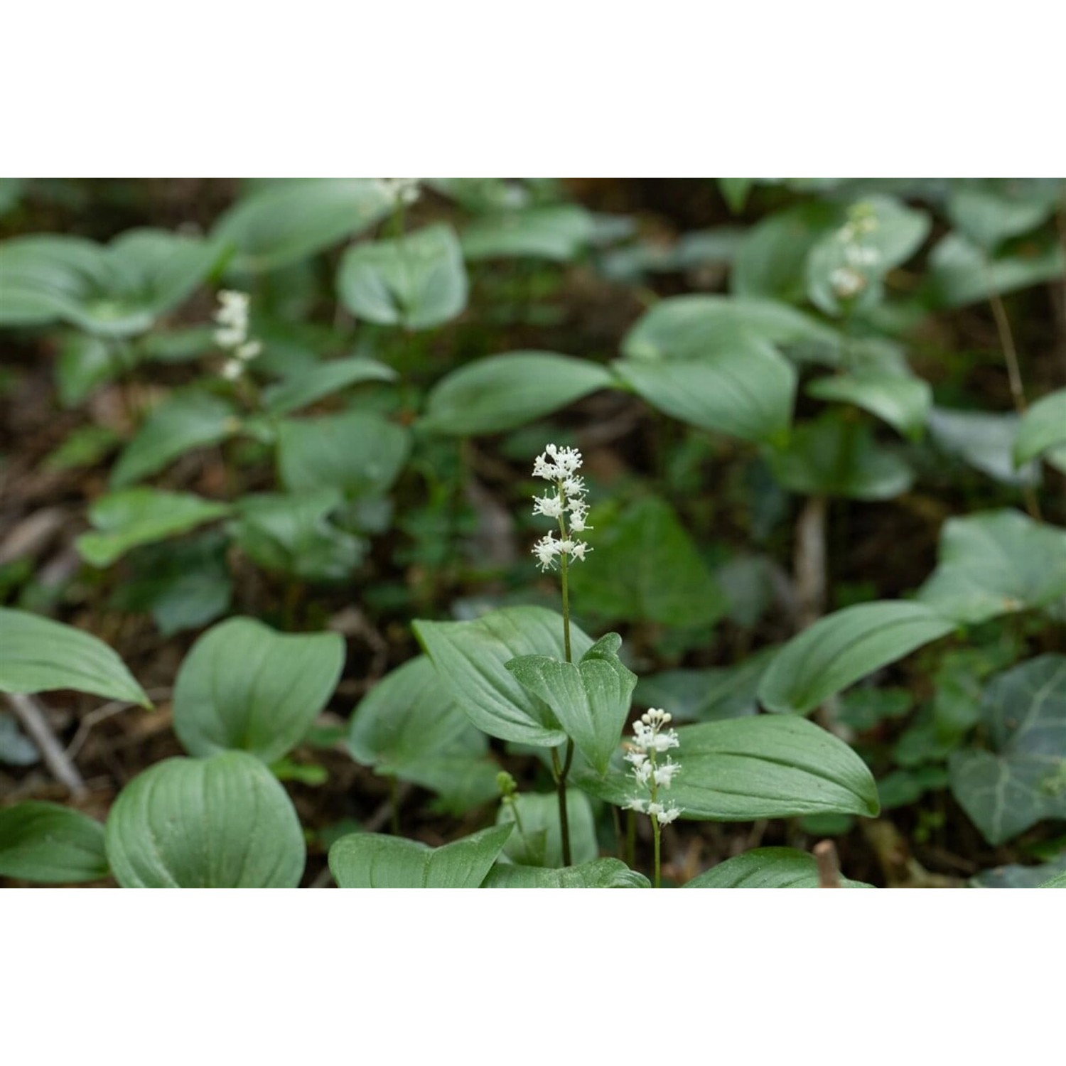 Maianthemum Bifolium Zweiblättriges Schattenblümchen Ca. 9x9 cm Topf günstig online kaufen