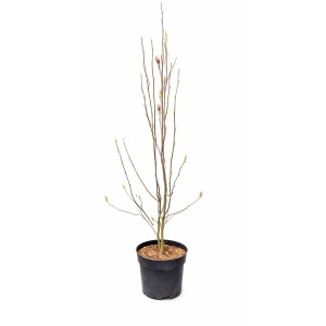 Junge Tulpenmagnolie im Topf, ca. 100 cm hoch, mit Blütenknospen.