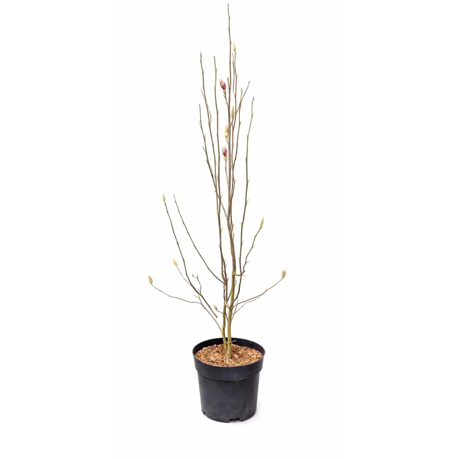 GROW by OBI Tulpenmagnolie Höhe ca. 100 cm Topf ca. 18 l Magnolia soulangiana