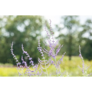 Blauraute (Perovskia Atriplicifolia) mit blau-violetten Blüten im Garten.