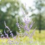 Blauraute (Perovskia Atriplicifolia) mit blau-violetten Blüten im Garten.