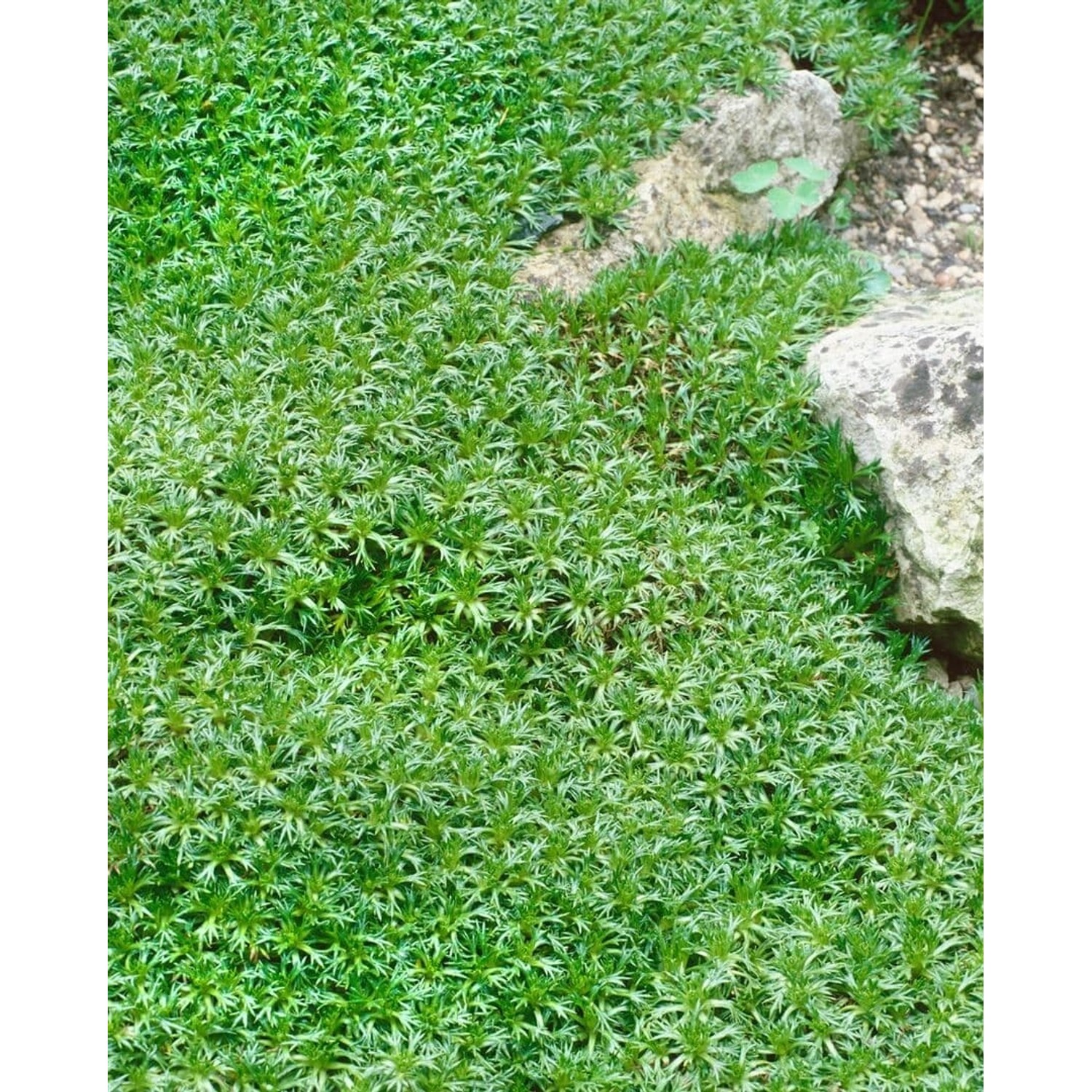 Azorella Trifurcata Polsterpflanze Ca. 9x9 cm Topf Immergrün günstig online kaufen