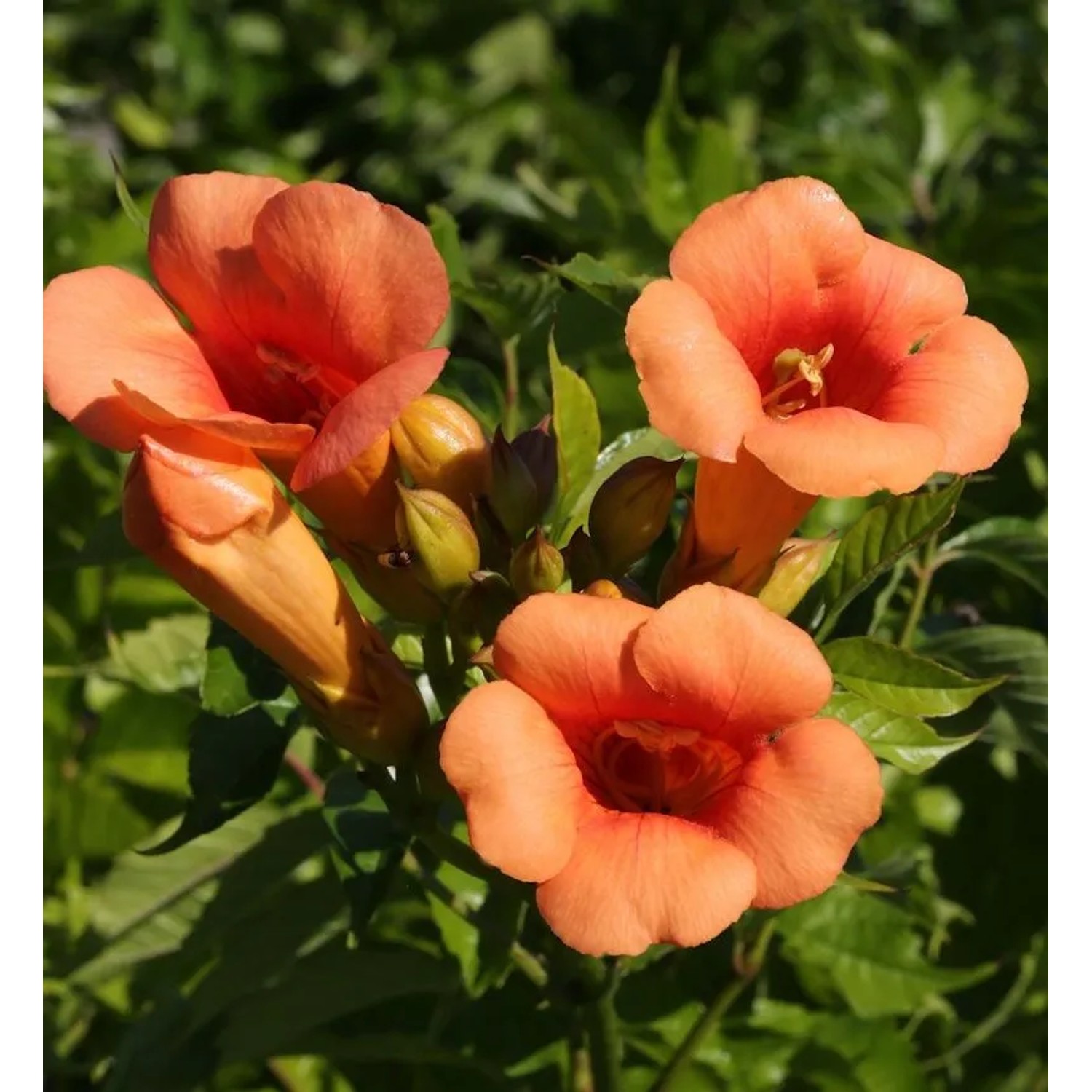Thumbnail - Hochstamm Trompetenblume Indian Summer 80-100cm - Campsis radicans