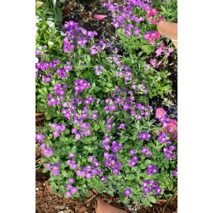 Blaukissen 'Rubinfeuer' mit rubinroten Blüten als Bodendecker im 9x9 cm Topf.