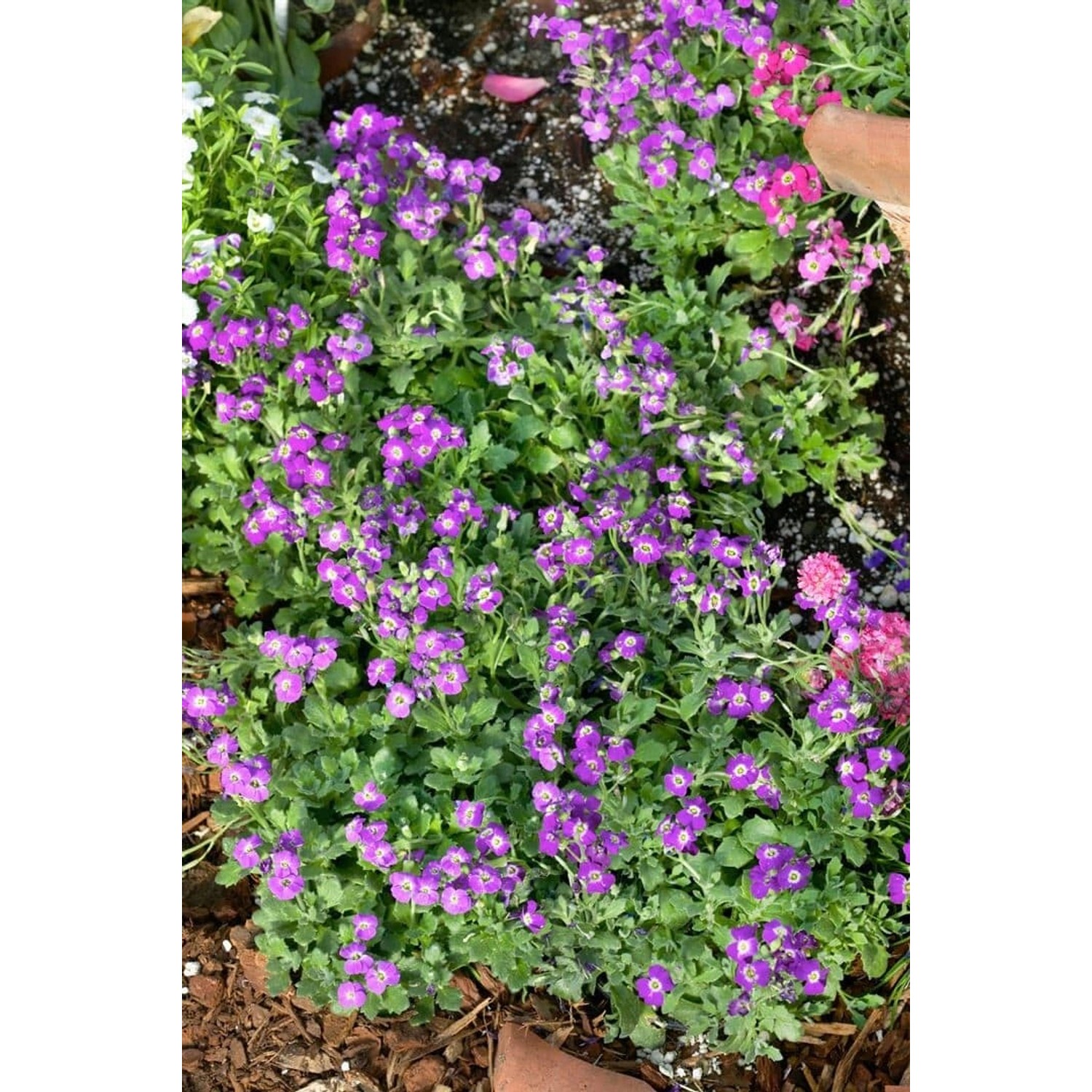 Aubrieta X Cult. Rubinfeuer Blaukissen Rubinrot Ca. 9x9 cm Topf günstig online kaufen