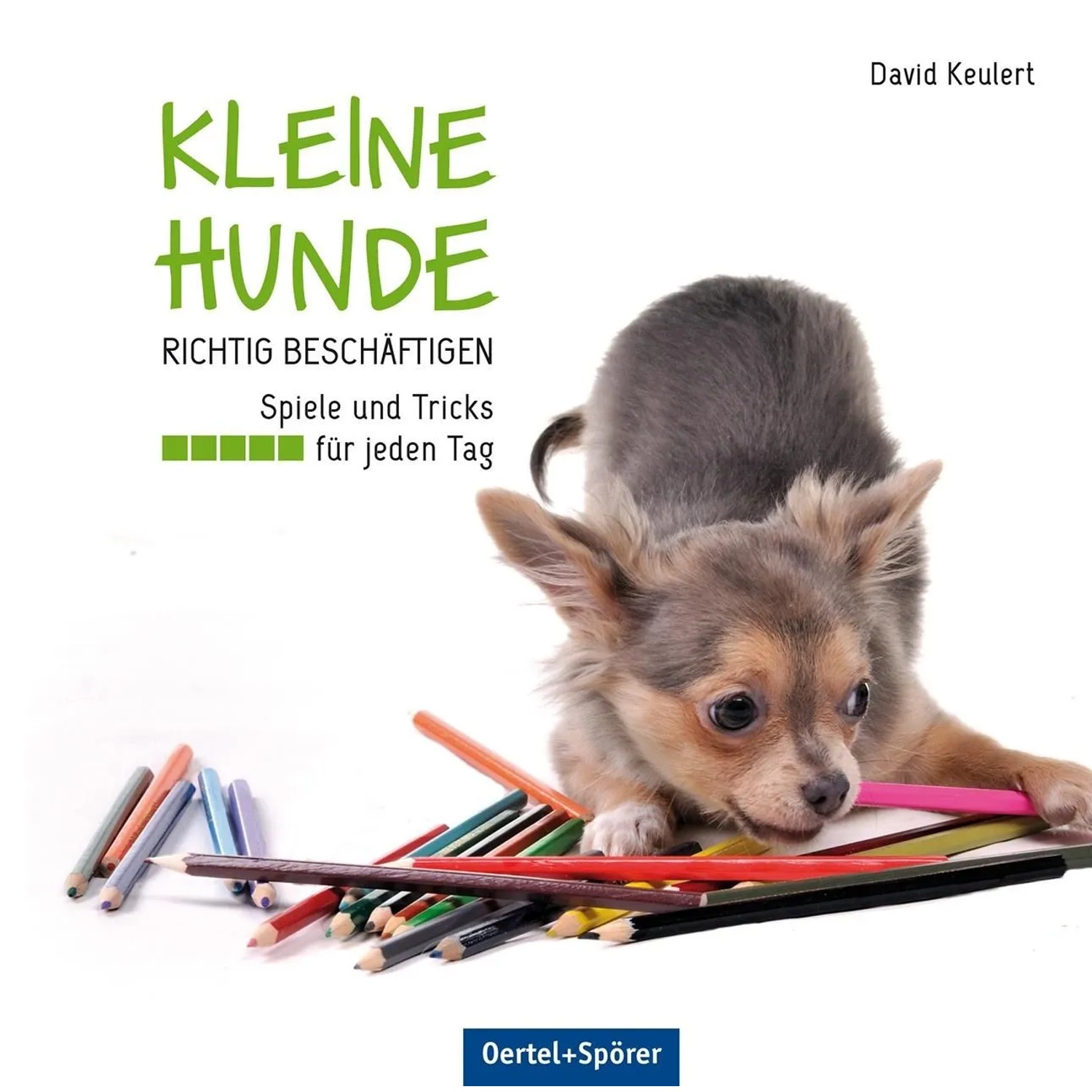 Image of Kleine Hunde richtig beschäftigen