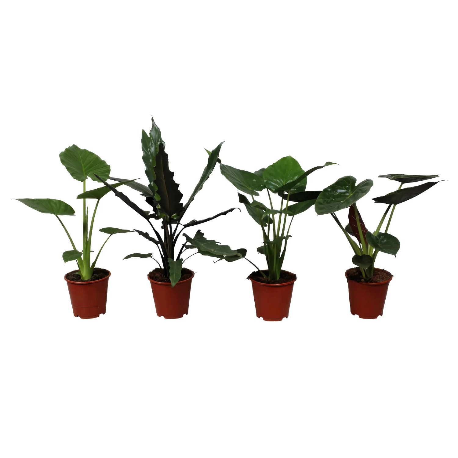 Alocasia kaufen bei OBI