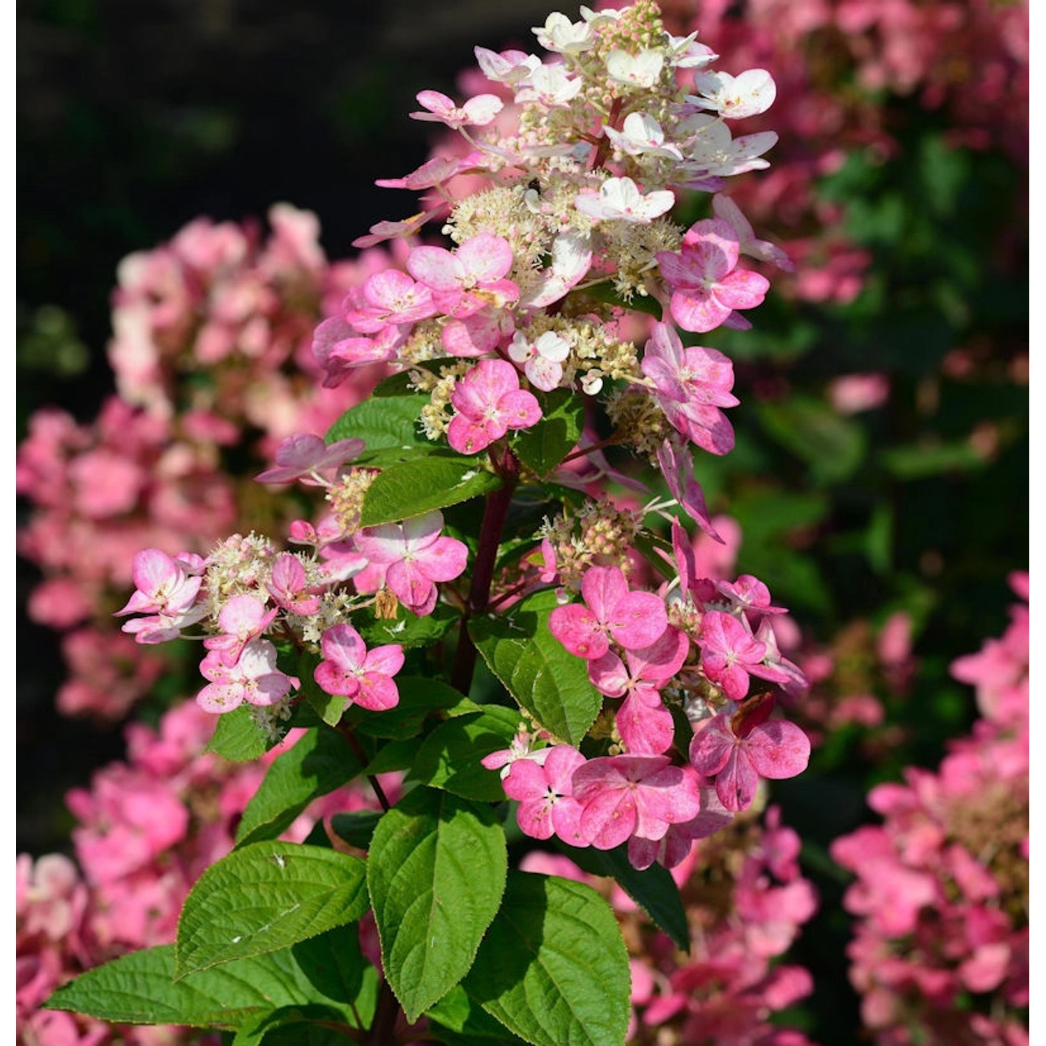 Rispenhortensie Little Quick Fire 40-60cm - Hydrangea paniculata günstig online kaufen