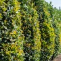 Dicht gewachsene, grüne Portugiesische Kirschlorbeer Hecke im Garten.