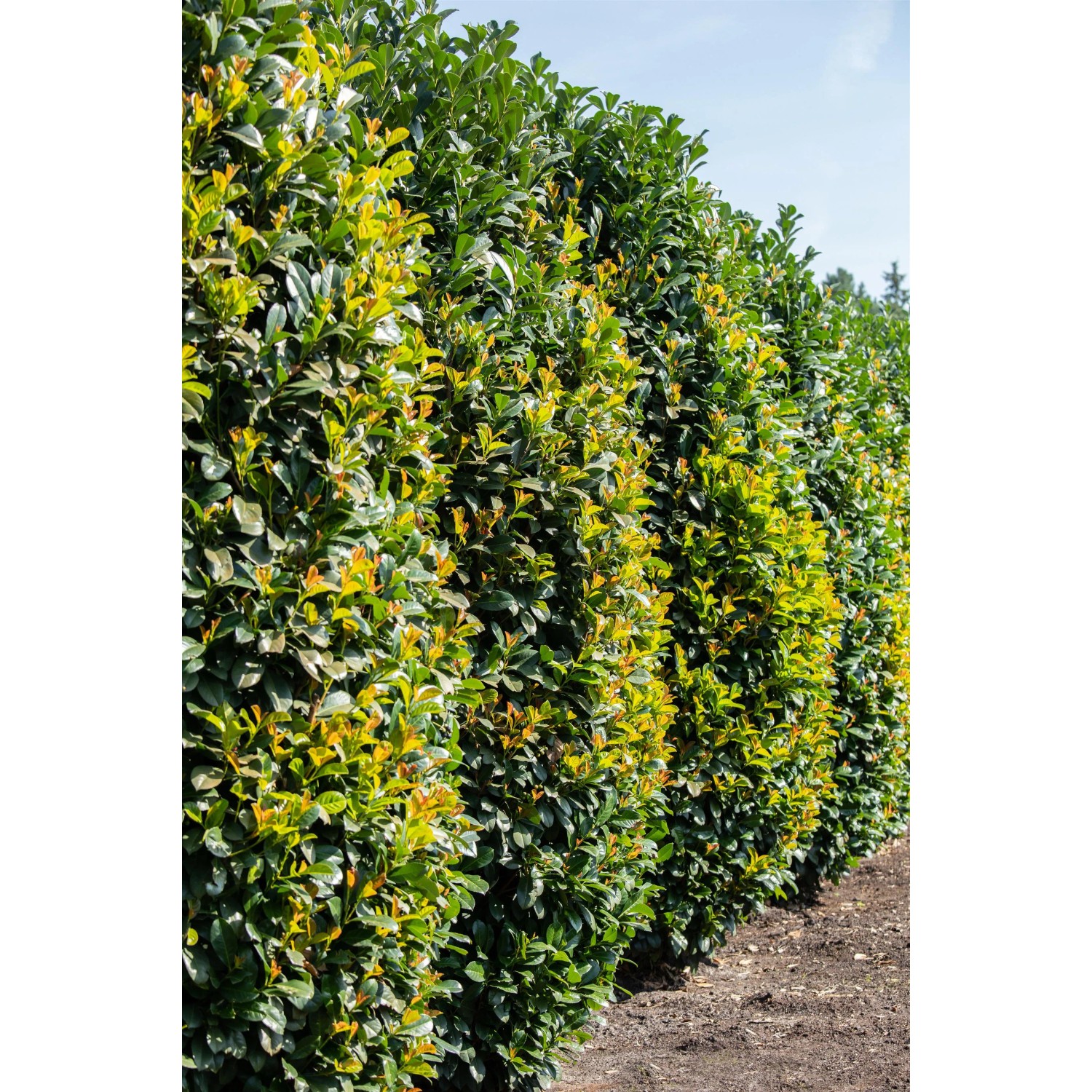Dicht gewachsene, grüne Portugiesische Kirschlorbeer Hecke im Garten.