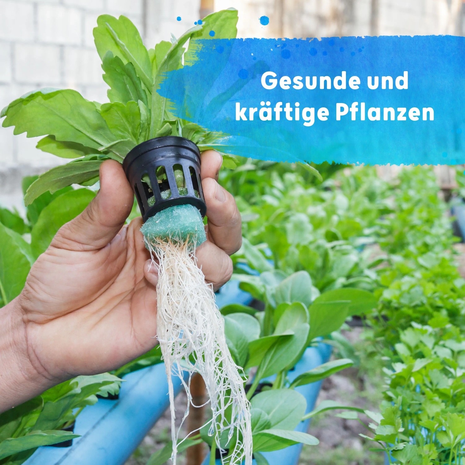 Hand hält Hydrokultur-Pflanze mit gesundem Wurzelwachstum, gedüngt mit Blusana Flüssigdünger.