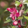 Nahaufnahme von dunkelroten Blüten und Knospen des Zierapfels Malus Royalty.