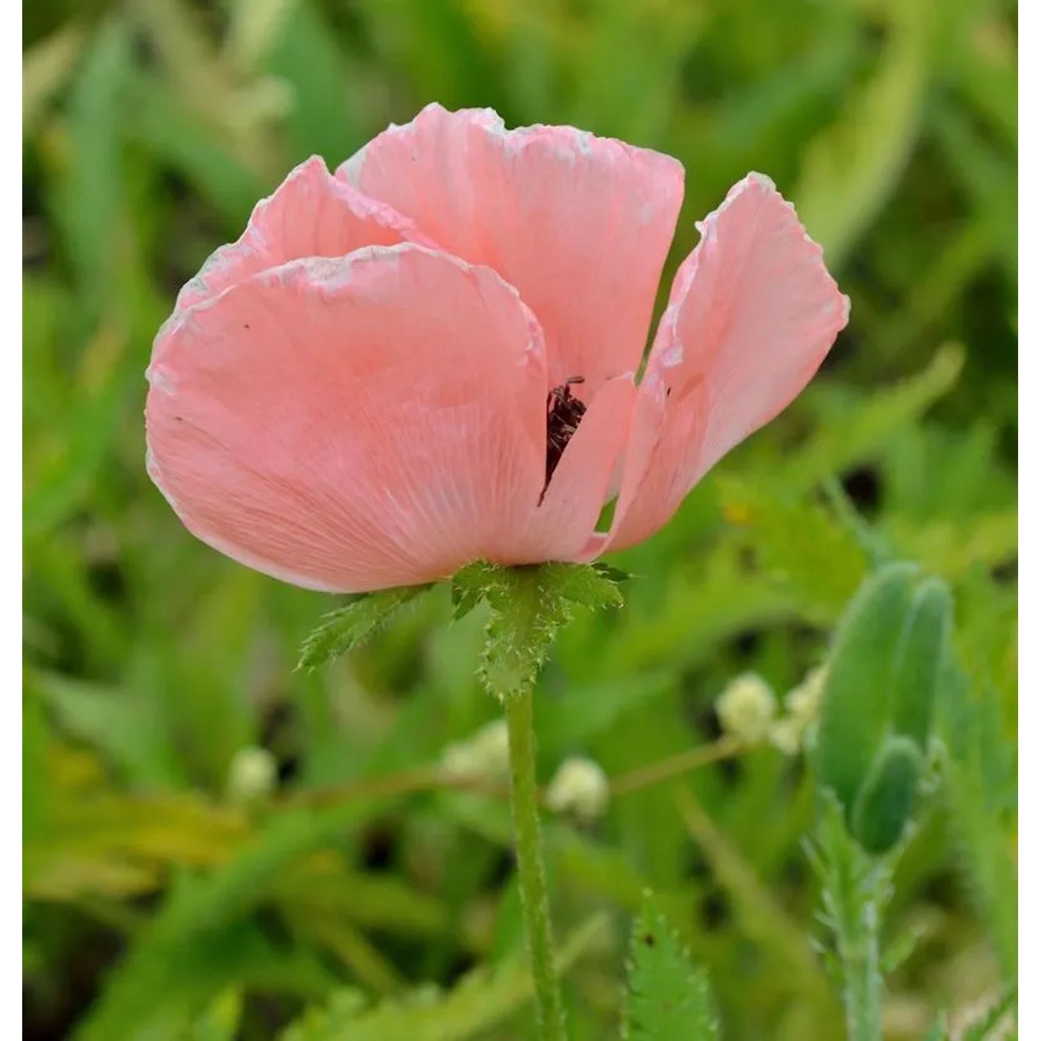 Türkischer Mohn Raspberry Queen - Papaver orientale