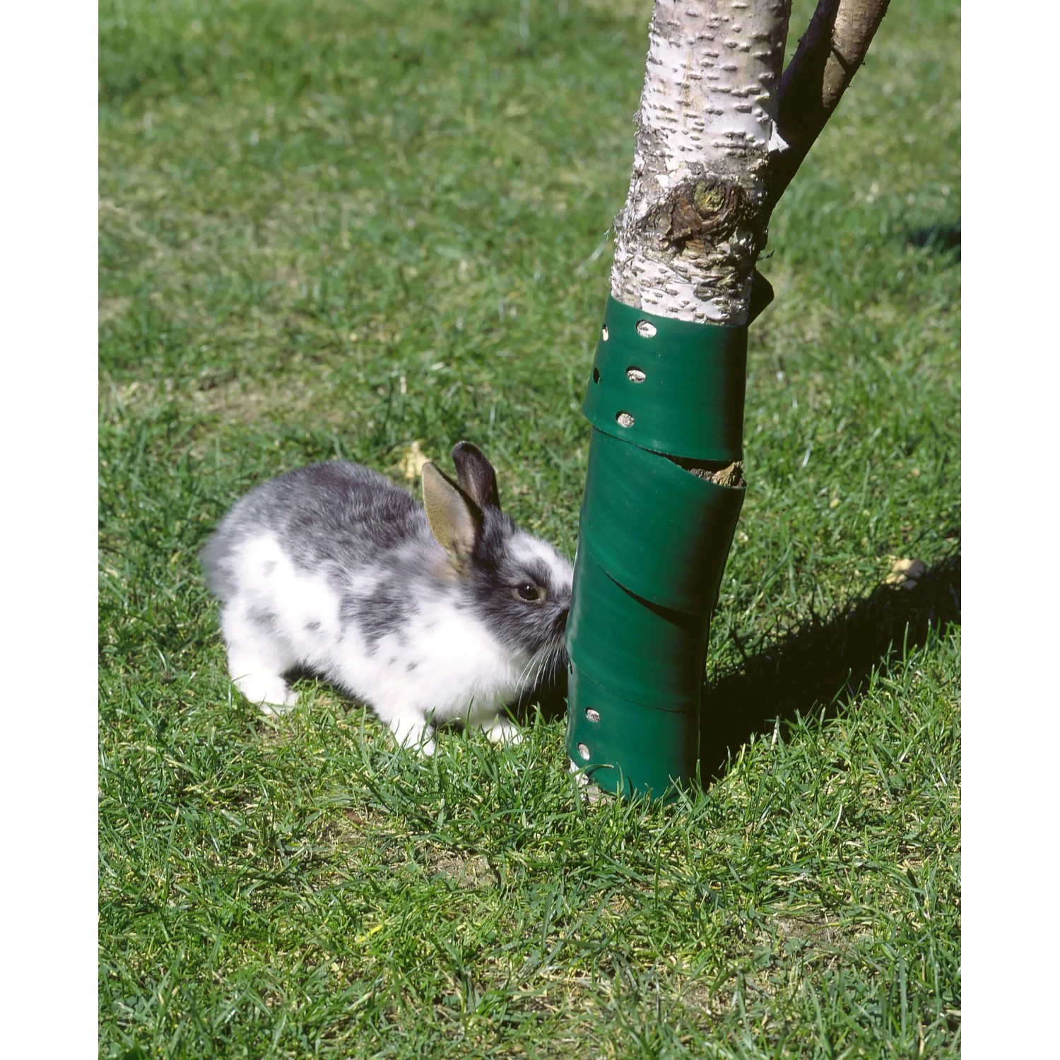 Baumschutzhülle (2 Stk.) in Grün schützt Baum vor Kaninchen auf Rasen.