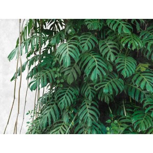 Fototapete Dschungel mit grünen Monstera Blättern, matte Optik.