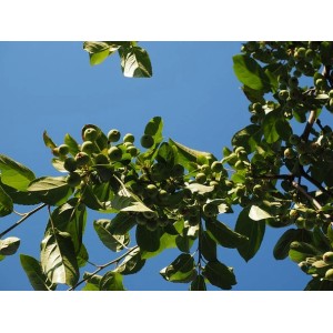 Baumfink Wildapfel mit grünen Blättern und kleinen, unreifen Früchten vor blauem Himmel.