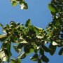 Baumfink Wildapfel mit grünen Blättern und kleinen, unreifen Früchten vor blauem Himmel.