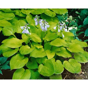 Funkie 'Sun Power' (Hosta), leuchtend gelbe Blätter und zarte, lilafarbene Blüten im Garten.