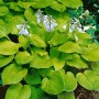 Funkie 'Sun Power' (Hosta), leuchtend gelbe Blätter und zarte, lilafarbene Blüten im Garten.