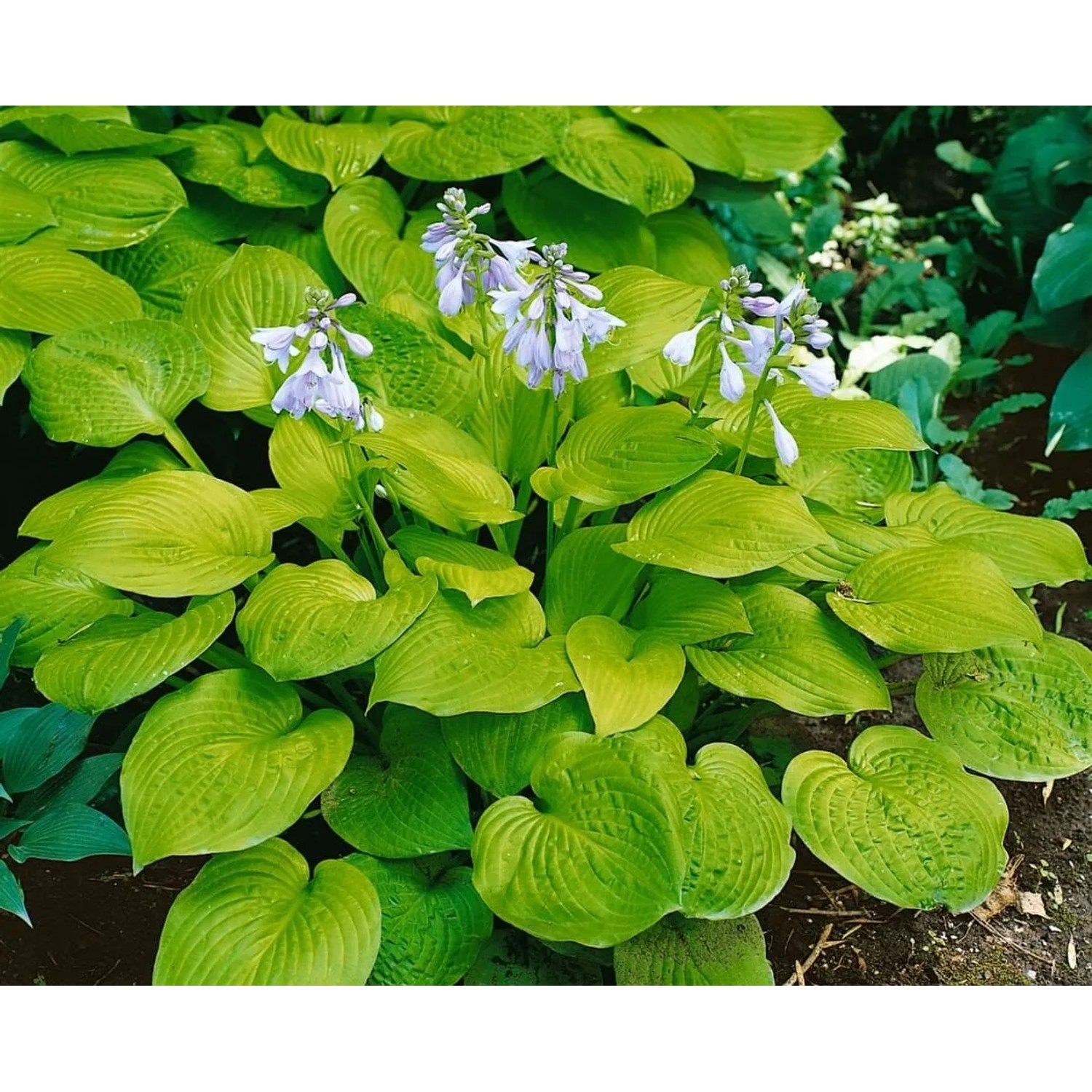 Funkie 'Sun Power' (Hosta), leuchtend gelbe Blätter und zarte, lilafarbene Blüten im Garten.