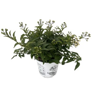 Sommerjasmin Busch im Topf, weiße Blüten und grüne Blätter. Kübelpflanze für Balkon und Terrasse.