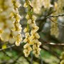 Nahaufnahme der gelben Blüten der Japanischen Strauchspiere (Stachyurus praecox).