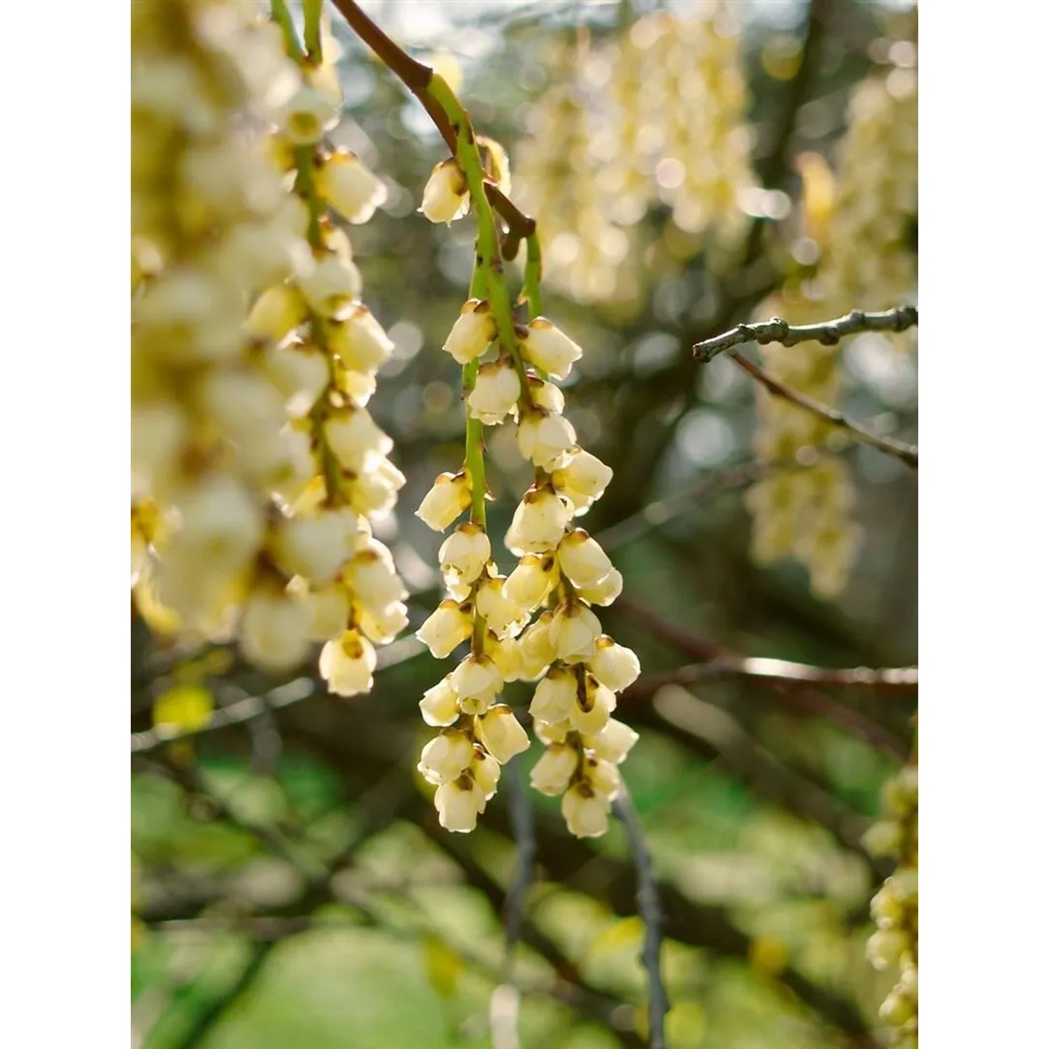 Nahaufnahme der gelben Blüten der Japanischen Strauchspiere (Stachyurus praecox).