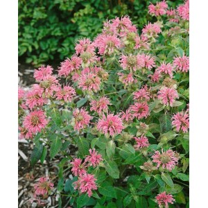 Rosa Monarda Fistulosa 'Croftway Pink' (Wilde Bergamotte) im 11x11 cm Topf.