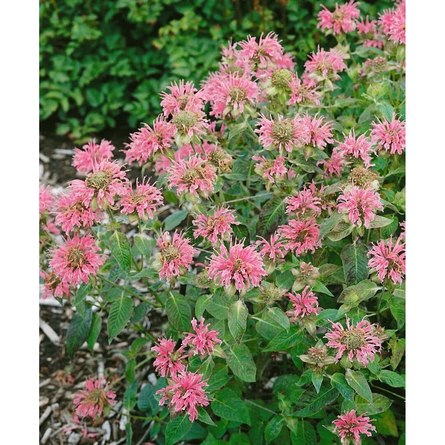 Monarda Fistulosa Croftway Pink Wilde Bergamotte Ca. 11x11 cm Topf günstig online kaufen