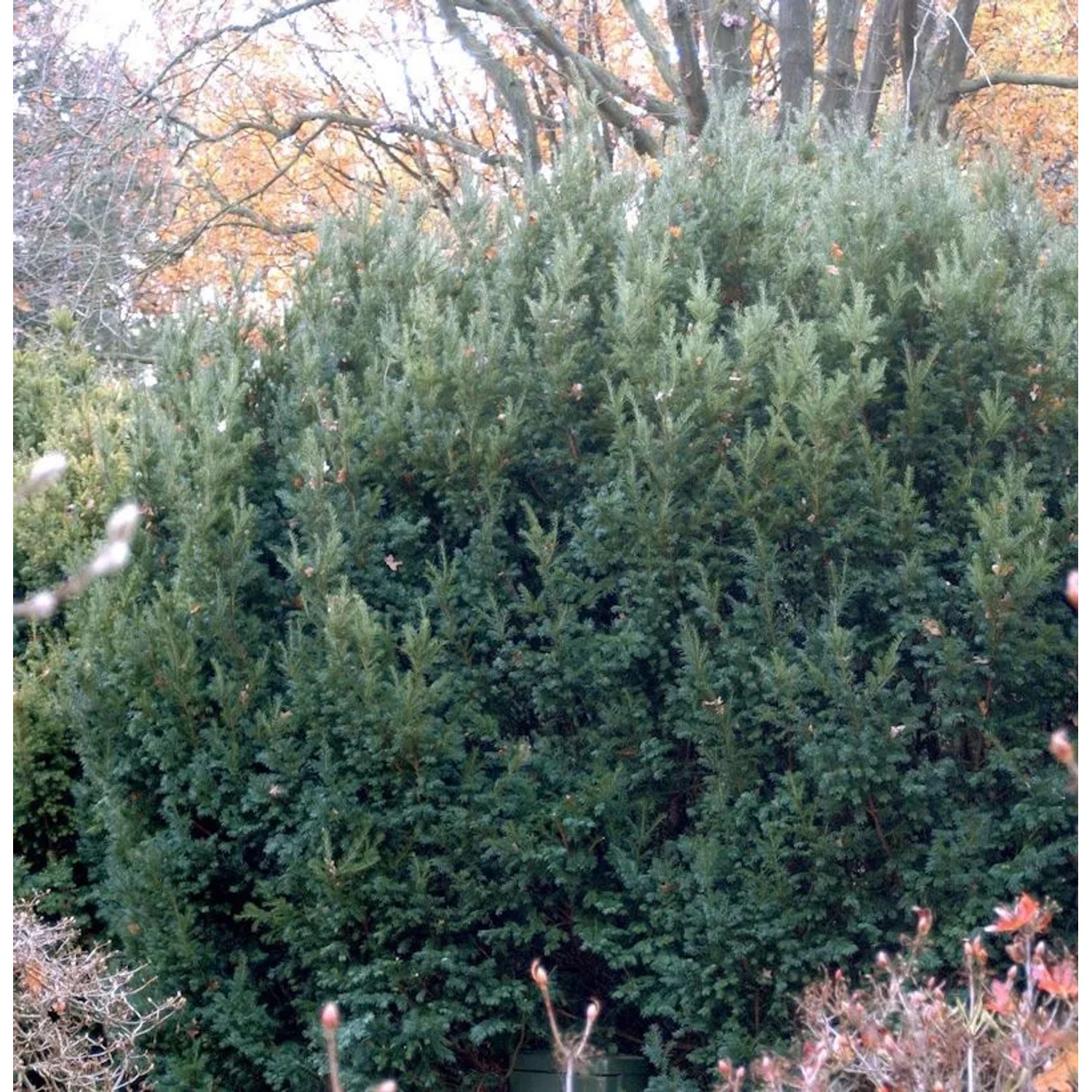 Eibe Osterberg 25-30cm - Taxus baccata