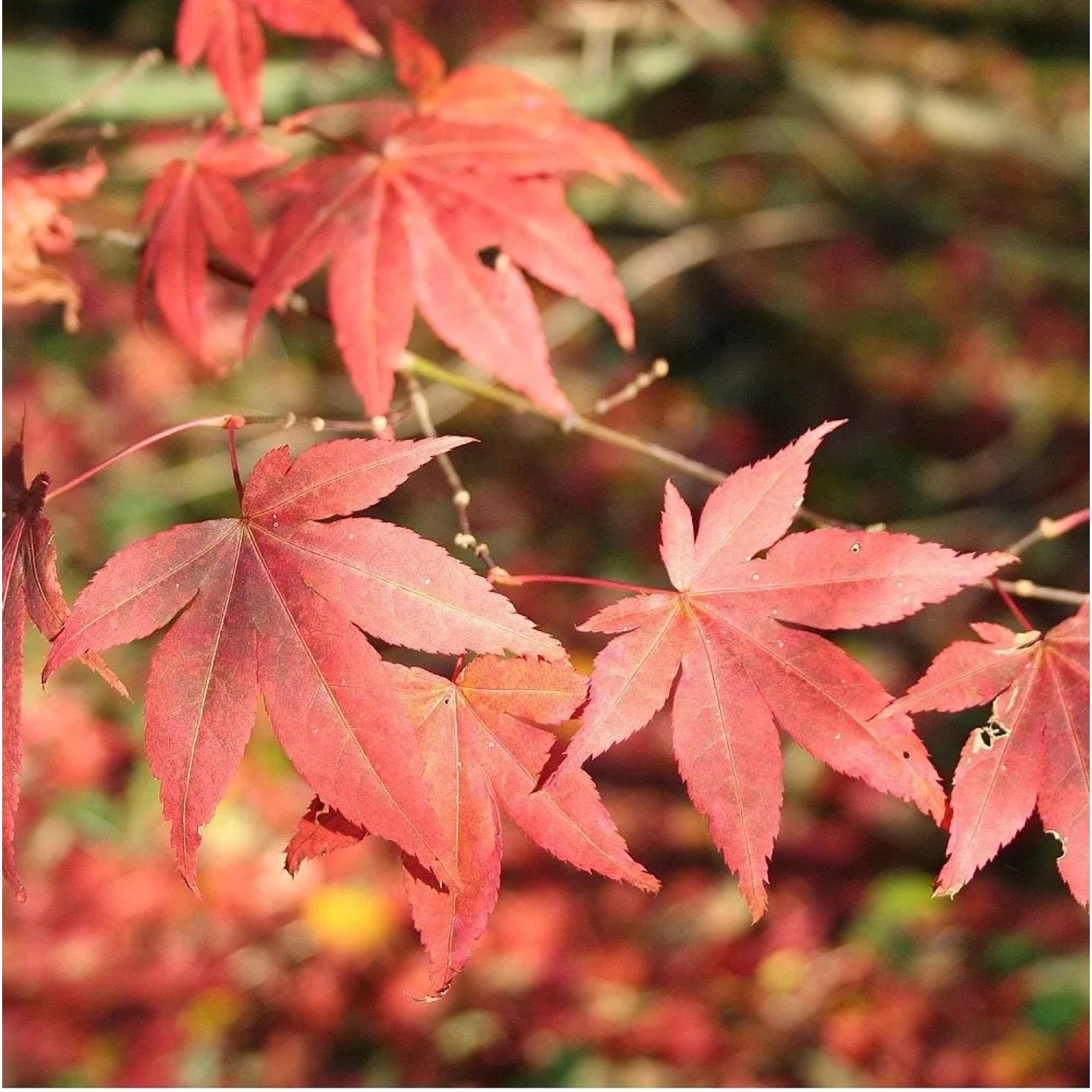 arborix Fächerahorn 'Atropurpureum' Acer Palmatum 50 Bis 60 Cm Im Container Dunkelrot