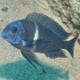 Blauer Malawi-Buntbarsch im Aquarium. Fischfutter für Cichliden.