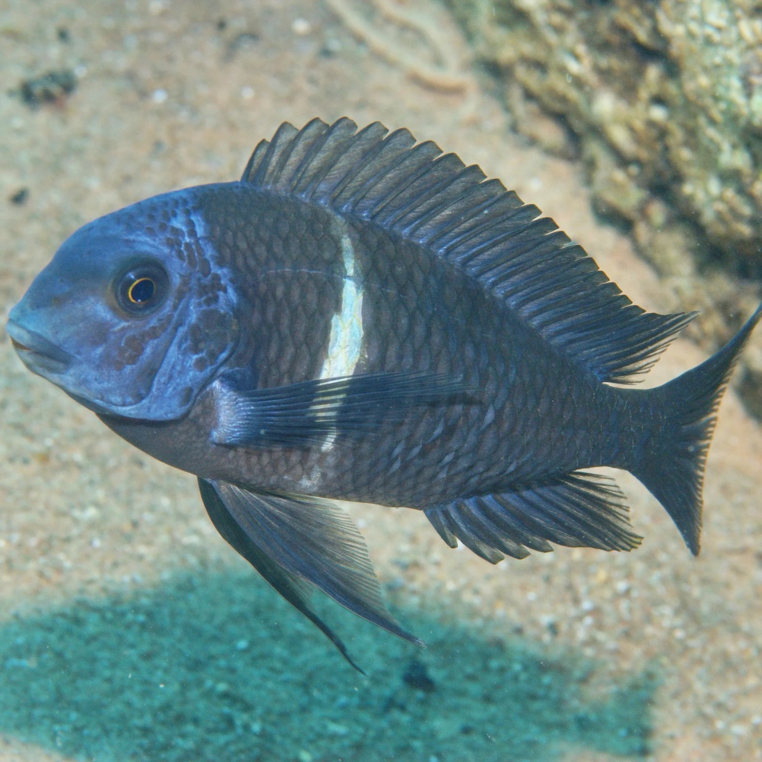 Blauer Malawi-Buntbarsch im Aquarium. Fischfutter für Cichliden.
