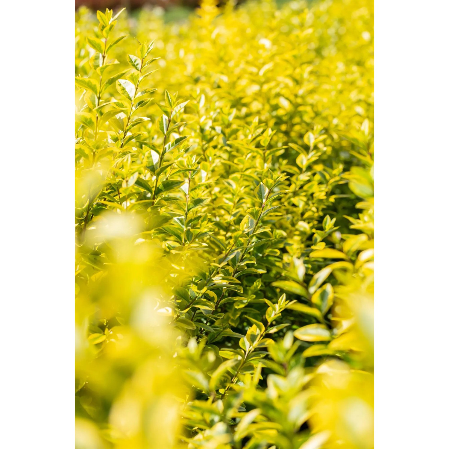Heckenpflanze Ligustrum ovalifolium 'Aureum' 50-60 cm 4,5 l Topf kaufen bei  OBI