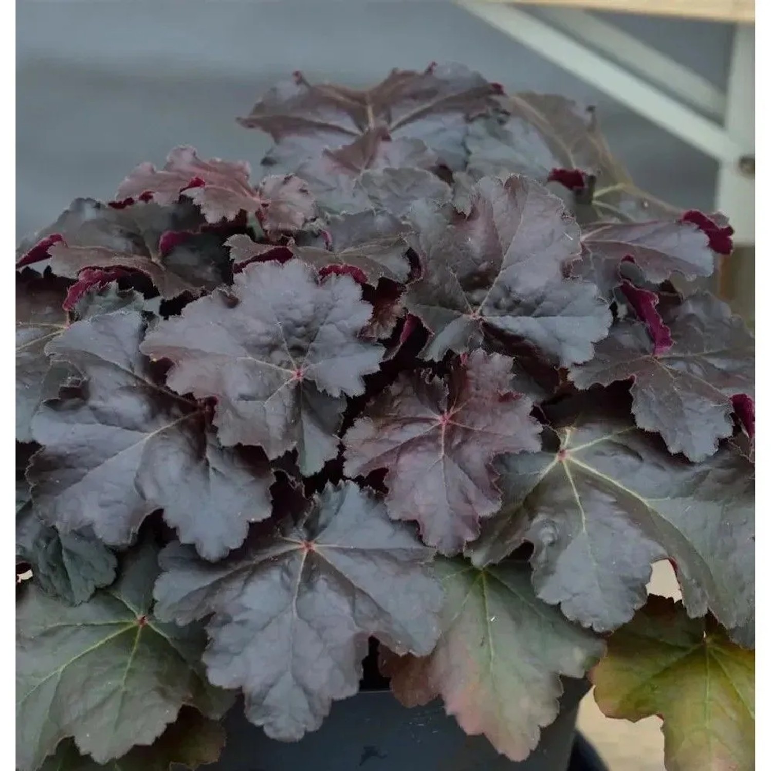 Silberglöckchen Starry Night - großer Topf - Heuchera cultorum