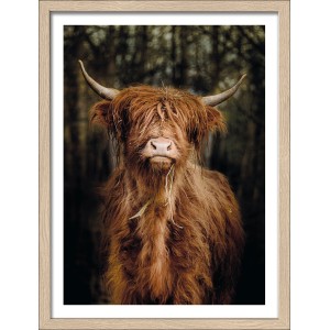 Pro Art Bild: Schottisches Hochlandrind im Rahmen, 40x30 cm. Wandbild im Scandi-Stil.