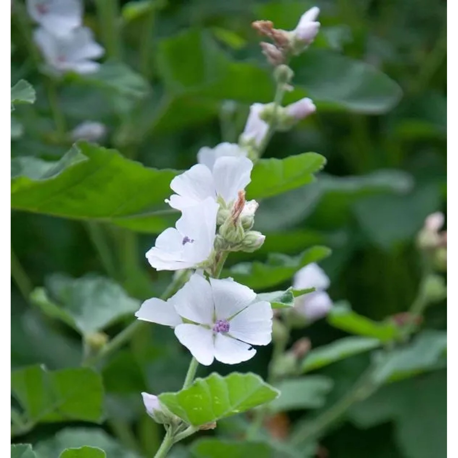 Moschus Malve - Malva moschata