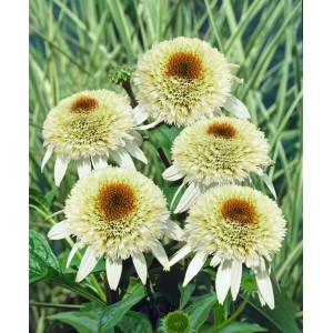 Echinacea 'Milkshake' im Topf, cremeweiße Blüten mit braunem Zentrum, Blühende Zimmerpflanze.