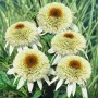 Echinacea 'Milkshake' im Topf, cremeweiße Blüten mit braunem Zentrum, Blühende Zimmerpflanze.