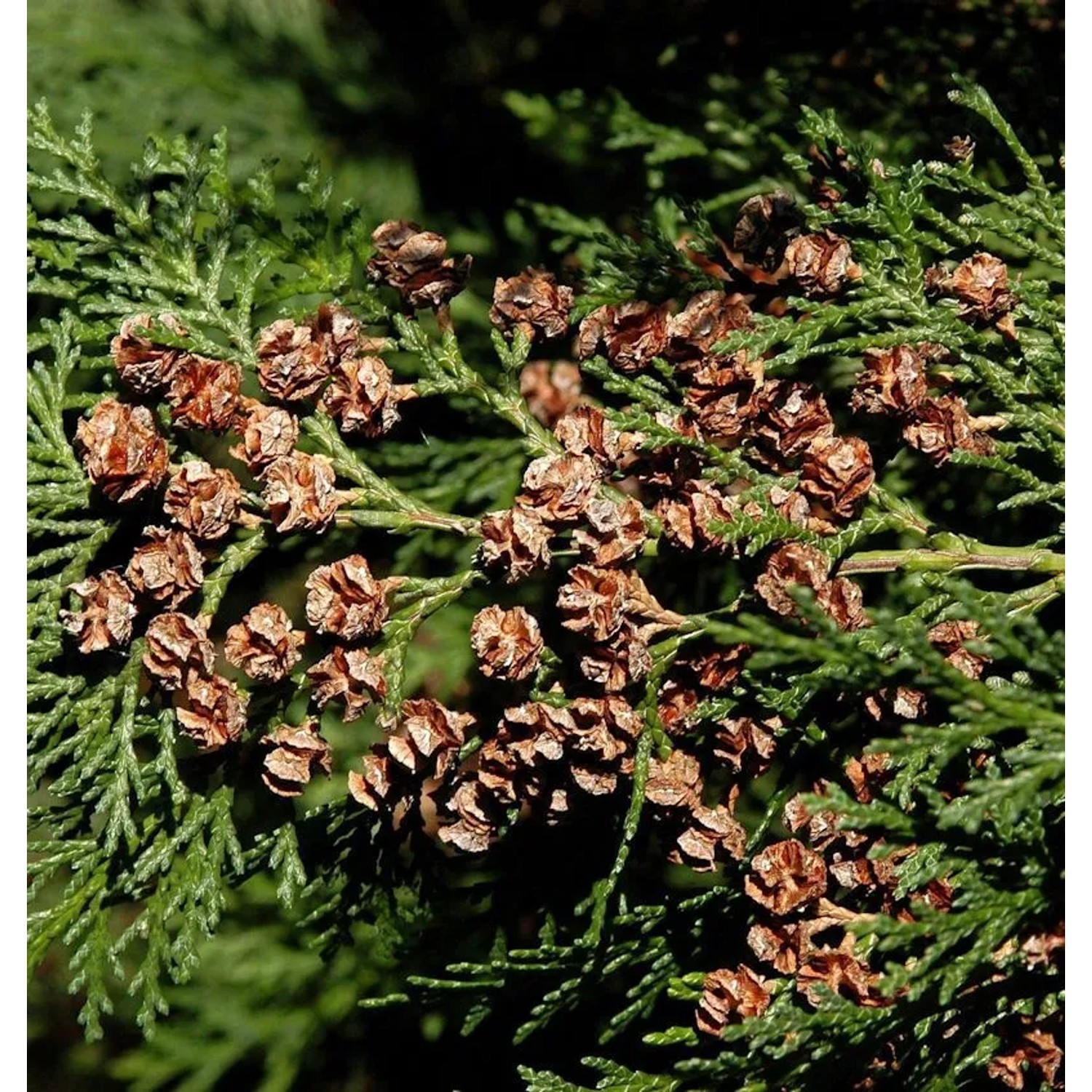 Blaue Heckenzypresse Alumii 100-125cm - Chamaecyparis,awsoniana