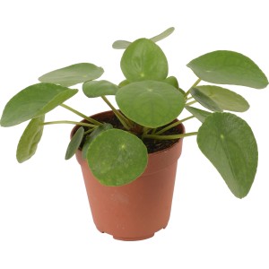 Glückstaler (Pilea peperomioides) im Topf, ca. 12 cm Durchmesser. Zimmerpflanze mit runden, grünen Blättern.