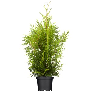 Lebensbaum Brabant im Topf, Höhe 120-140cm, Thuja occidentalis, ideal als Heckenpflanze.