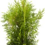 Lebensbaum Brabant im Topf, Höhe 120-140cm, Thuja occidentalis, ideal als Heckenpflanze.