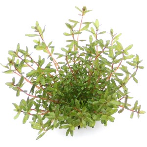 Dennerle Plants Rotala rotundifolia Laos, Aquariumpflanze mit grünen Blättern und rotbraunen Stängeln.