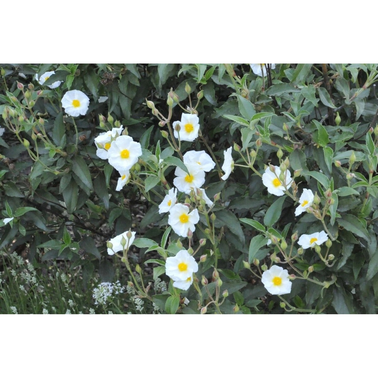 Cistus Laurifolius Lorbeerblättrige Zistrose Ca. 11x11 cm Topf günstig online kaufen