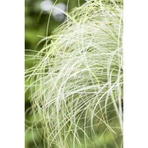 Detailaufnahme des Ziergrases Carex Albula Frosted Curls mit silbrig-grünen, feinen Blättern.