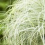 Detailaufnahme des Ziergrases Carex Albula Frosted Curls mit silbrig-grünen, feinen Blättern.