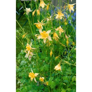 Gelbe Goldakelei (Aquilegia chrysantha 'Yellow Queen') im 9x9 cm Topf.
