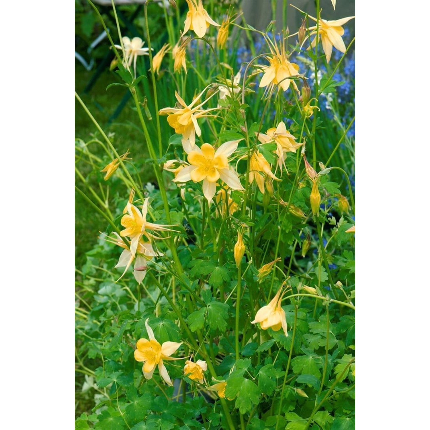 Aquilegia Chrysantha Yellow Queen Goldakelei Ca. 9x9 cm Topf günstig online kaufen